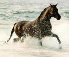 Caballo trotando en el mar