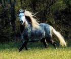 Precioso caballo con larga crin y larga cola