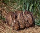 Tres conejitos esperando a su mamá