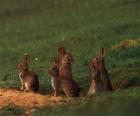 Familia de conejos fuera de su madriguera