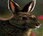 Cabeza de conejo