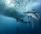 Delfines pescando sardinas