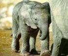 Pequeño elefante junto a su madre