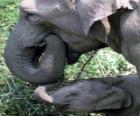 Elefantes comiendo