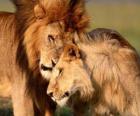 Pareja de leones