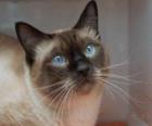 Gato Siamés