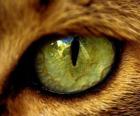 gato de ojos verdes