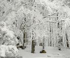 Bosque completamente nevado