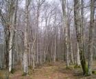 Bosque sin hojas en invierno
