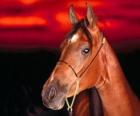Cabeza de caballo marrón