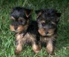 Cachorros de Yorkshire Terrier