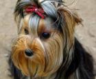 Yorkshire Terrier es un perro pequeño, desarrollado en el siglo XIX en la provincia de Yorkshire, Inglaterra