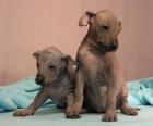 Cachorros de Xoloitzcuintle