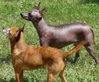 El xoloitzcuintle es una raza canina prácticamente sin pelo originaria de Mexico, aunque también hay con pelo