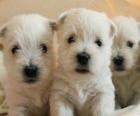 Cachorros de West Highland white terrier