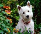 West Highland White Terriers son una raza de perros de Escocia conocida por su personalidad y color blanco brillante