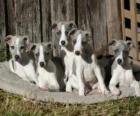 Cachorros de Whippet