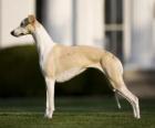 Whippet una raza de perro de origen británico, esbelto y de porte elegante