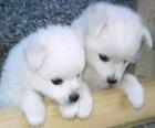 Cachorros de Volpino italiano