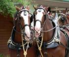 Dos bonitos caballos de tiro