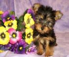 Cachorro de Terrier australiano o Australian Silky Terrier