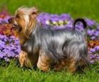 Terrier australiano o Australian Silky Terrier es un perro terrier originario de Australia