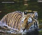 Un hermosos Tigre pasando por el agua