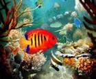 Pez Tropical
