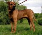 El Tosa Inu es una raza de perro originaria de Japón