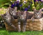 Cuatro gatitos dentro de una cesta