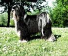 El Terrier tibetano o Tibetan Terrier es un perro de talla mediana de pelo largo