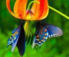 Dos mariposas en una flor