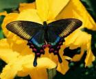 Preciosa mariposa sobre una flor amarilla