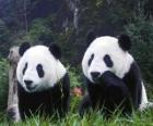 Osos panda gigantes
