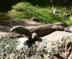 Dragón de Komodo también llamado monstruo de Komodo y varano de Komodo, es el lagarto más grande