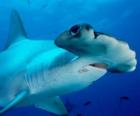 Tiburón martillo gigante o cornuda gigante