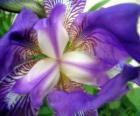 Lirio azul