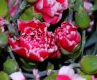 Claveles