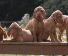 Cachorros de Vizsla o Braco húngaro