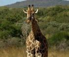 Bella jirafa