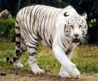 Tigre blanco