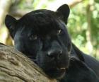 La pantera negra
