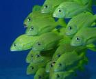 Bandada de peces verdes