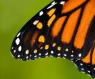 Ala de una Mariposa