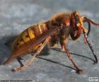 Abeja
