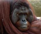 Orangután De Borneo