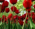Tulipanes rojos