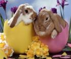 Conejitos dentro de los huevos de Pascua