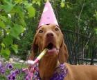 Perro con gorrito de fiesta