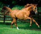 Bonito caballo alazán